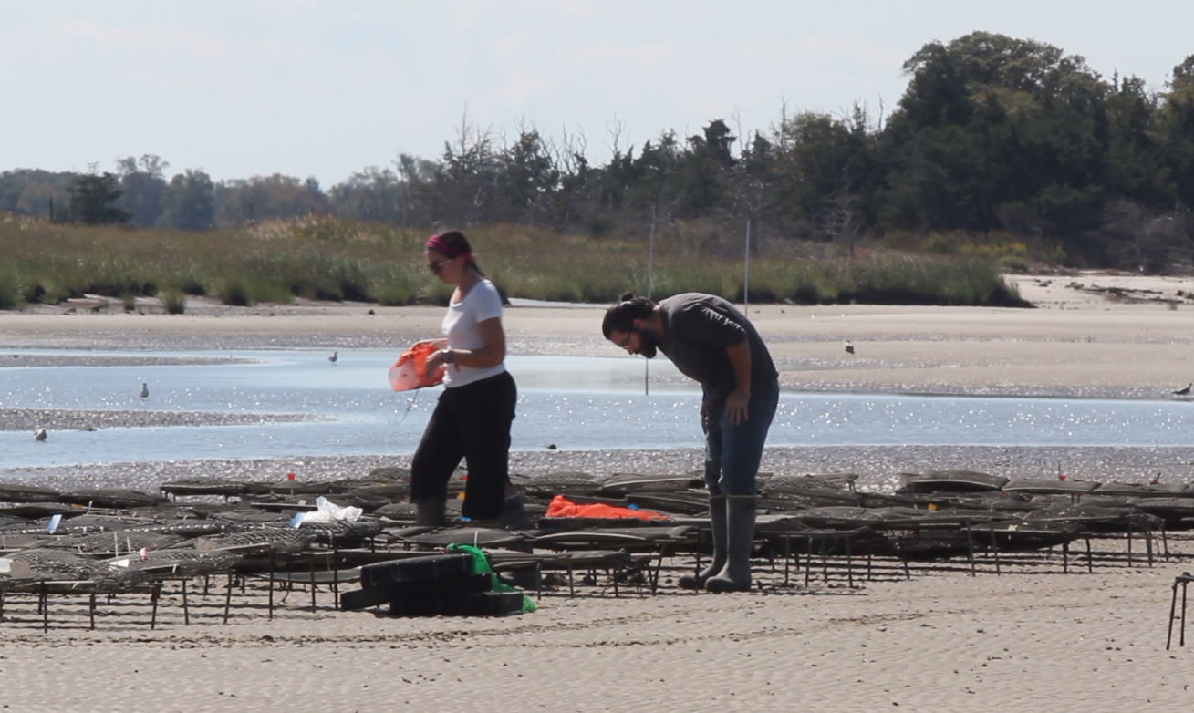 Delaware Bay Oyster Farming